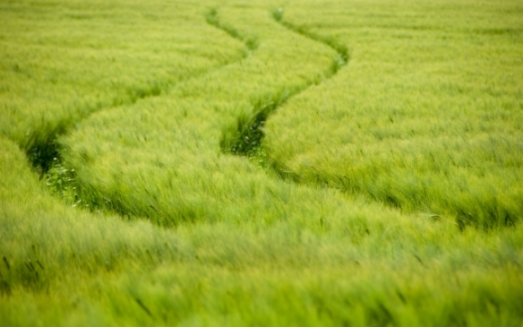Green Field With Tracks